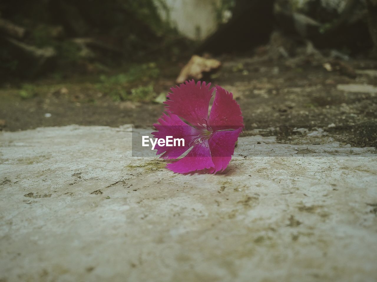 CLOSE-UP OF PINK FLOWER ON WATER SURFACE