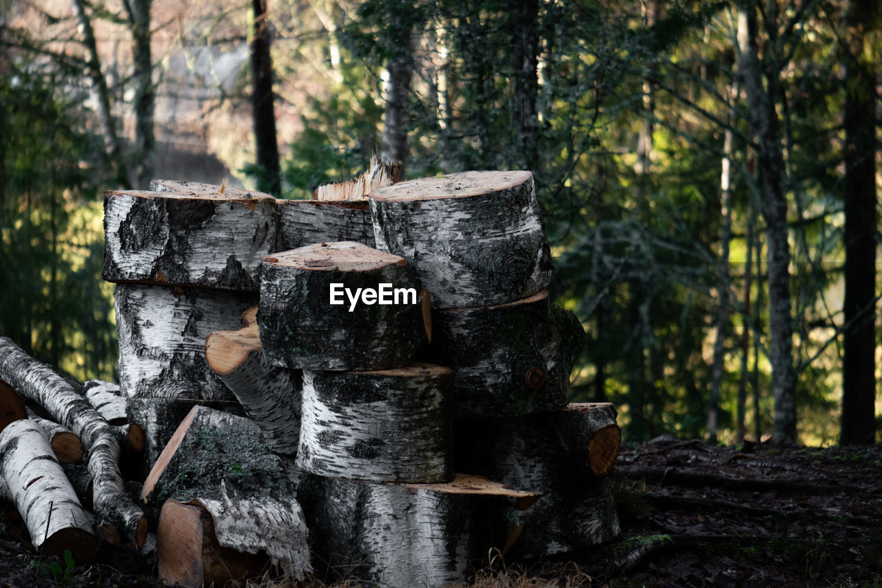 STACK OF LOG IN FOREST