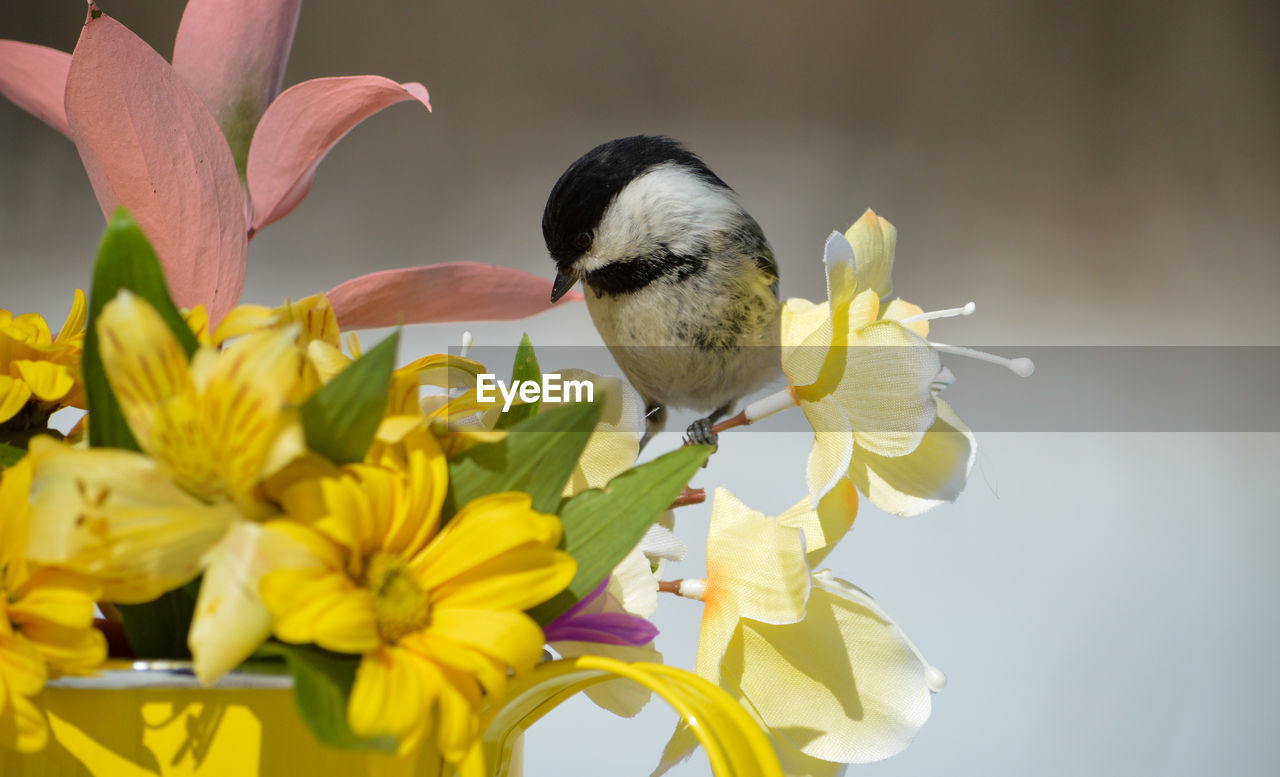 flower, flowering plant, animal, animal themes, yellow, plant, animal wildlife, bird, beauty in nature, one animal, freshness, nature, wildlife, flower head, petal, no people, spring, fragility, close-up, springtime, macro photography, focus on foreground, growth, outdoors, perching