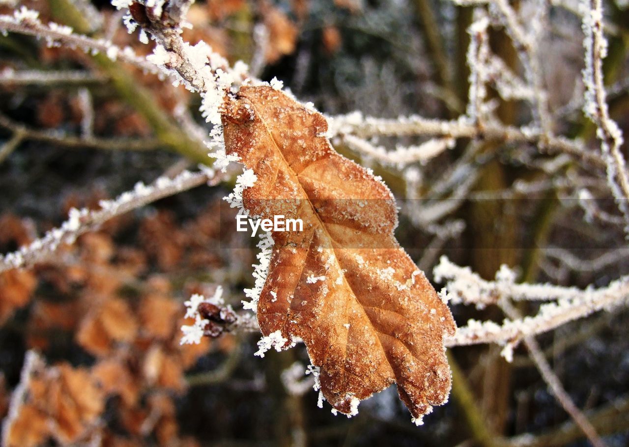 Close-up of frozen leaf on tree during winter