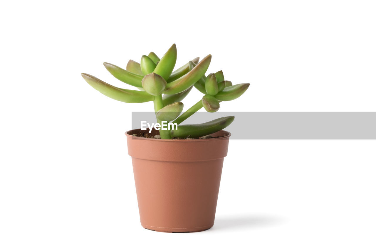 plant, flowerpot, cut out, green, growth, potted plant, leaf, white background, plant part, nature, houseplant, studio shot, flower, indoors, no people, food and drink, succulent plant, food, freshness, herb, botany, beauty in nature, beginnings, medicine, wellbeing, herbal medicine, copy space