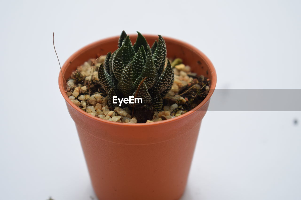 POTTED PLANT AGAINST WHITE BACKGROUND