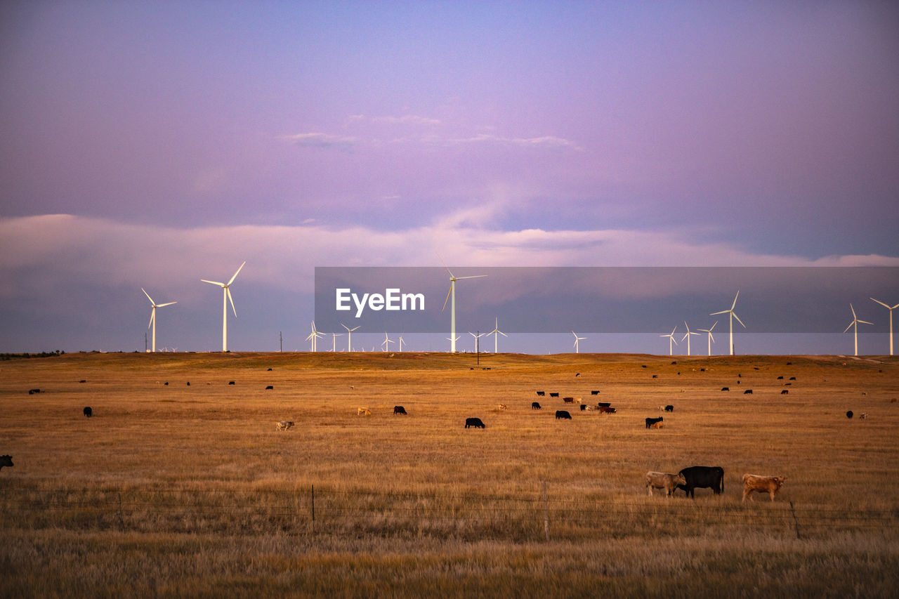 Wind turbines in field against dusk sky with cattle
