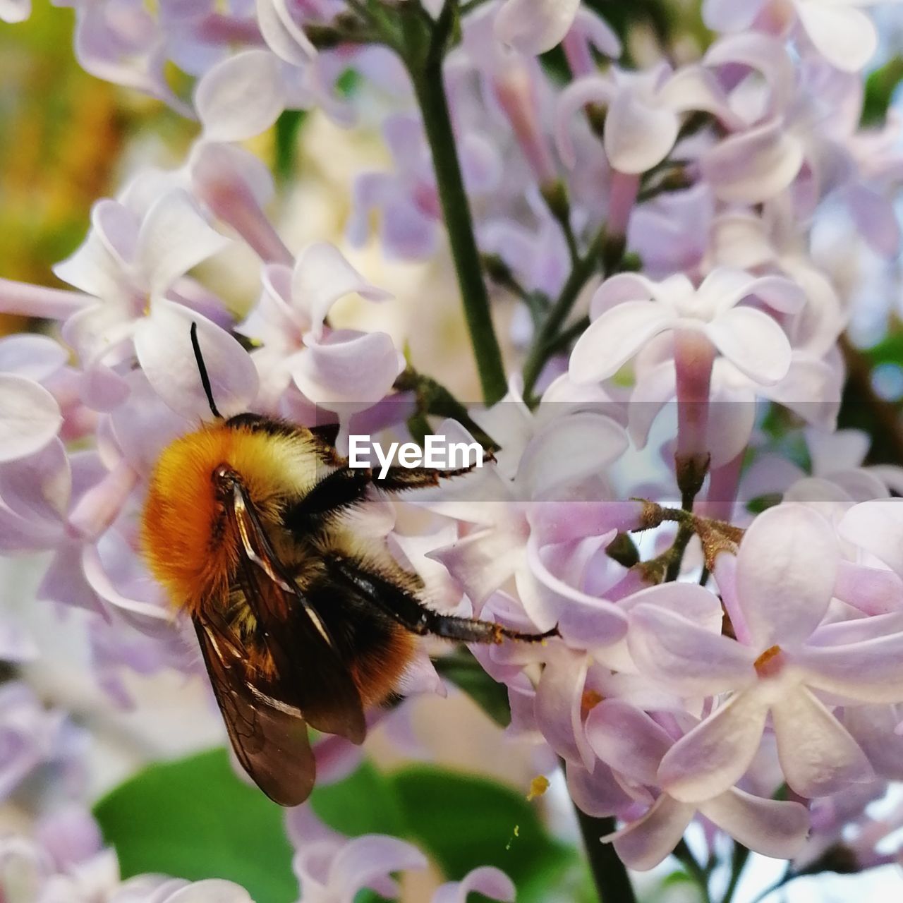 CLOSE-UP OF BEE POLLINATING ON FRESH PURPLE FLOWER