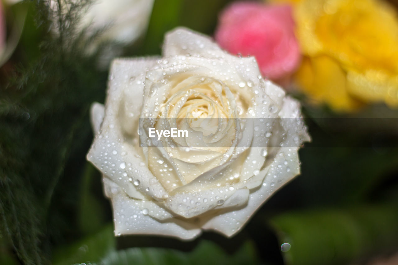 CLOSE-UP OF WET ROSE PETALS ON PLANT