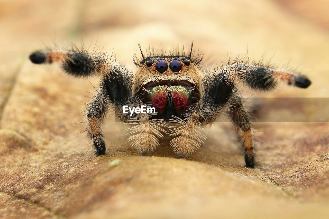 CLOSE-UP OF SPIDER ON WEB