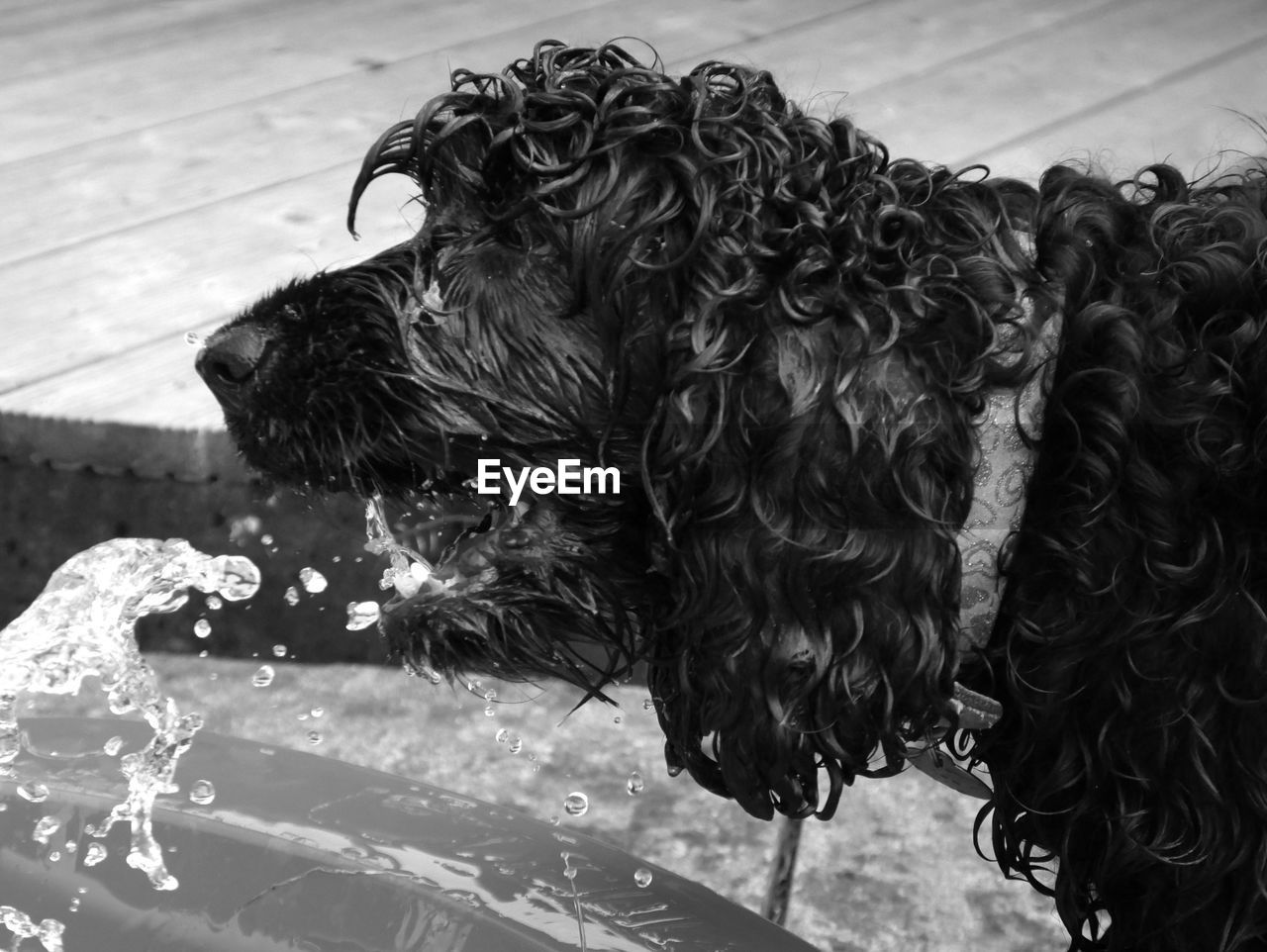 SIDE VIEW OF DOG ON WET SHORE