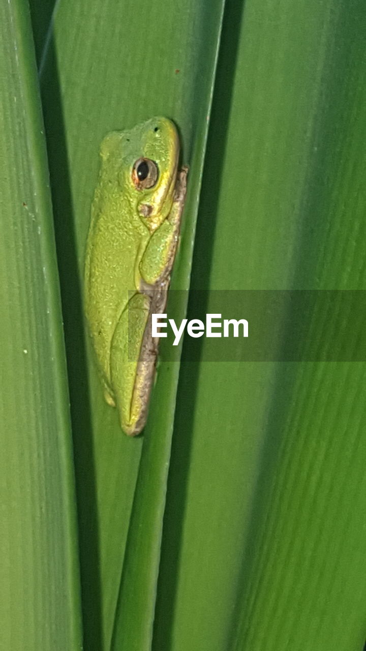 CLOSE-UP OF FROG ON LEAF