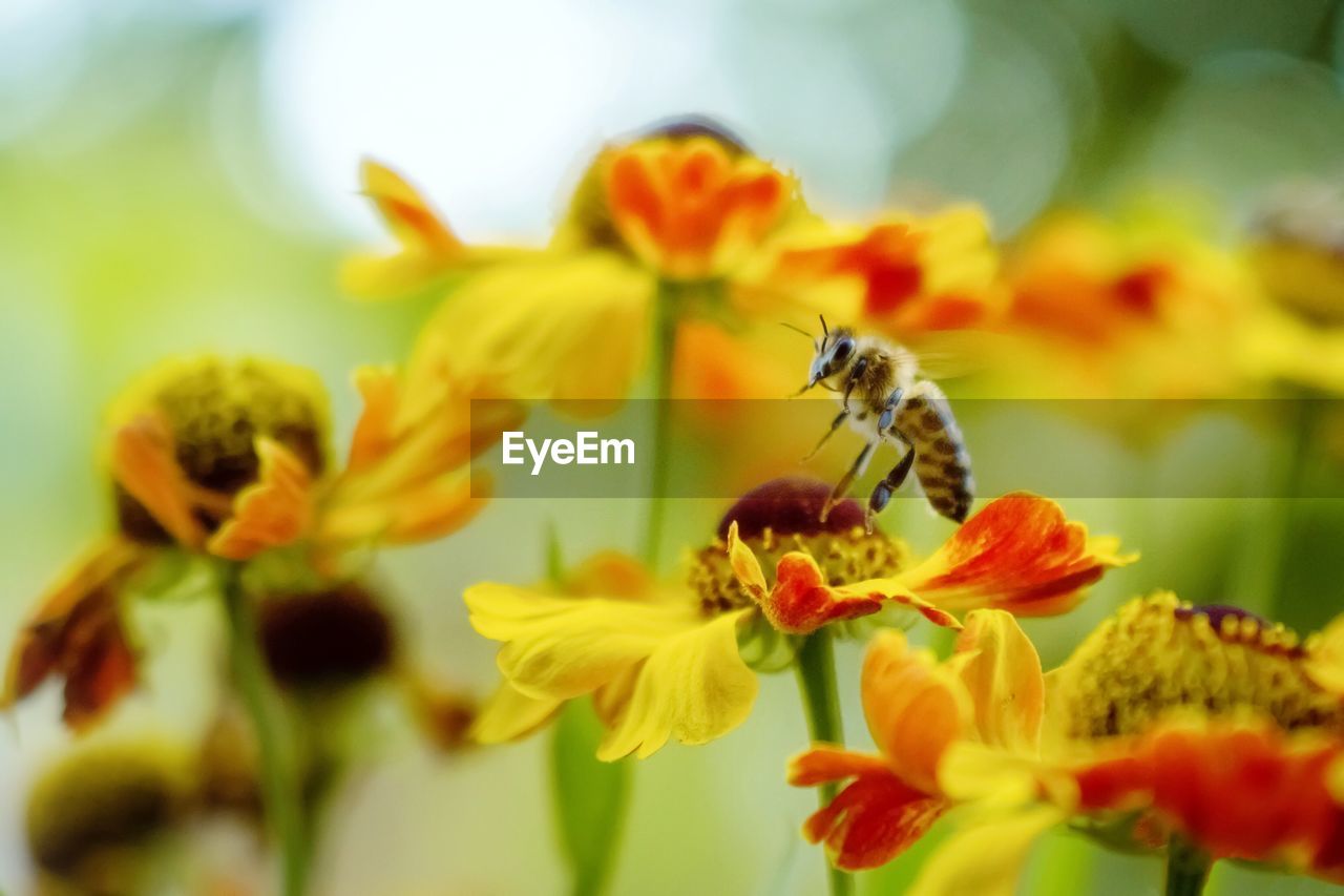 CLOSE-UP OF HONEY BEE ON FLOWER