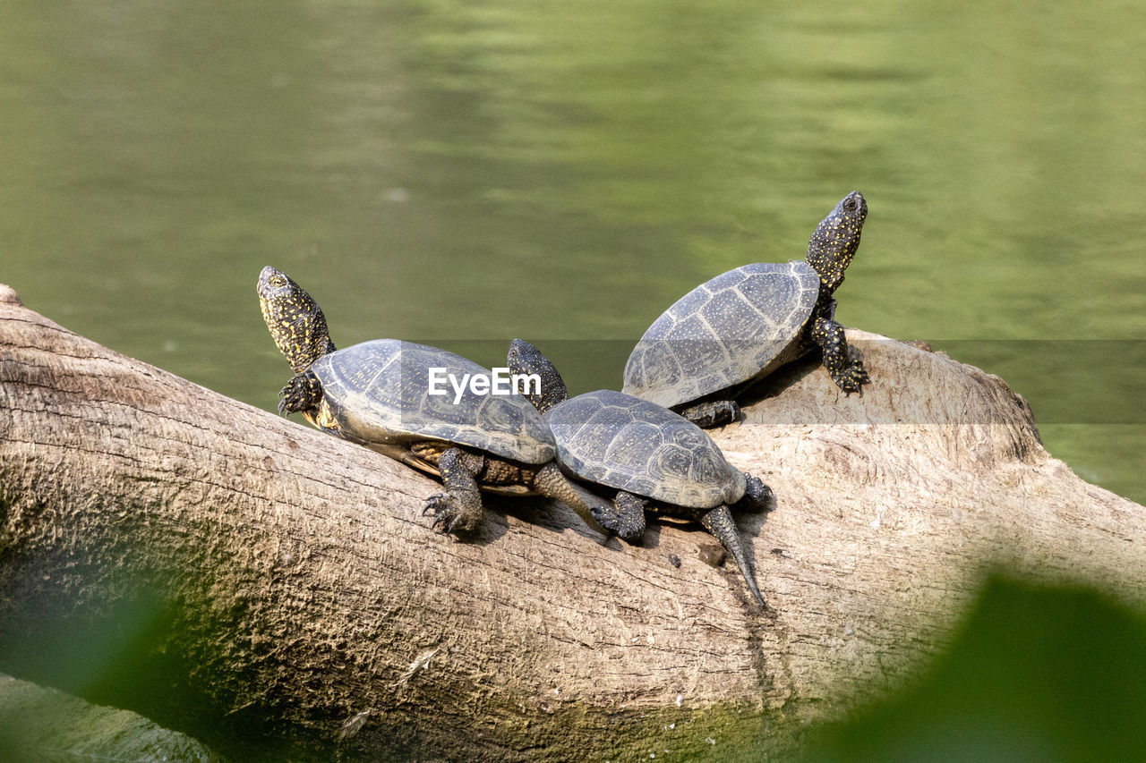 High angle view of turtles on a tree in the lake