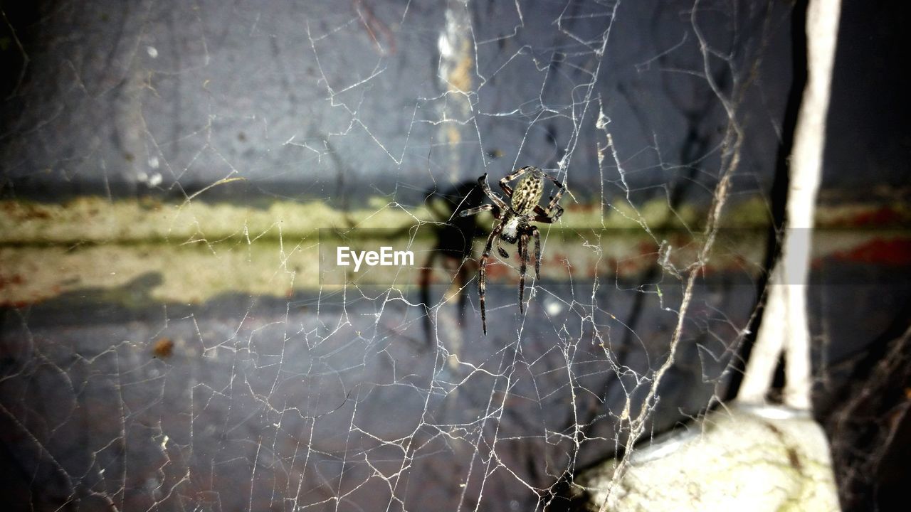 CLOSE-UP OF SPIDER WEB