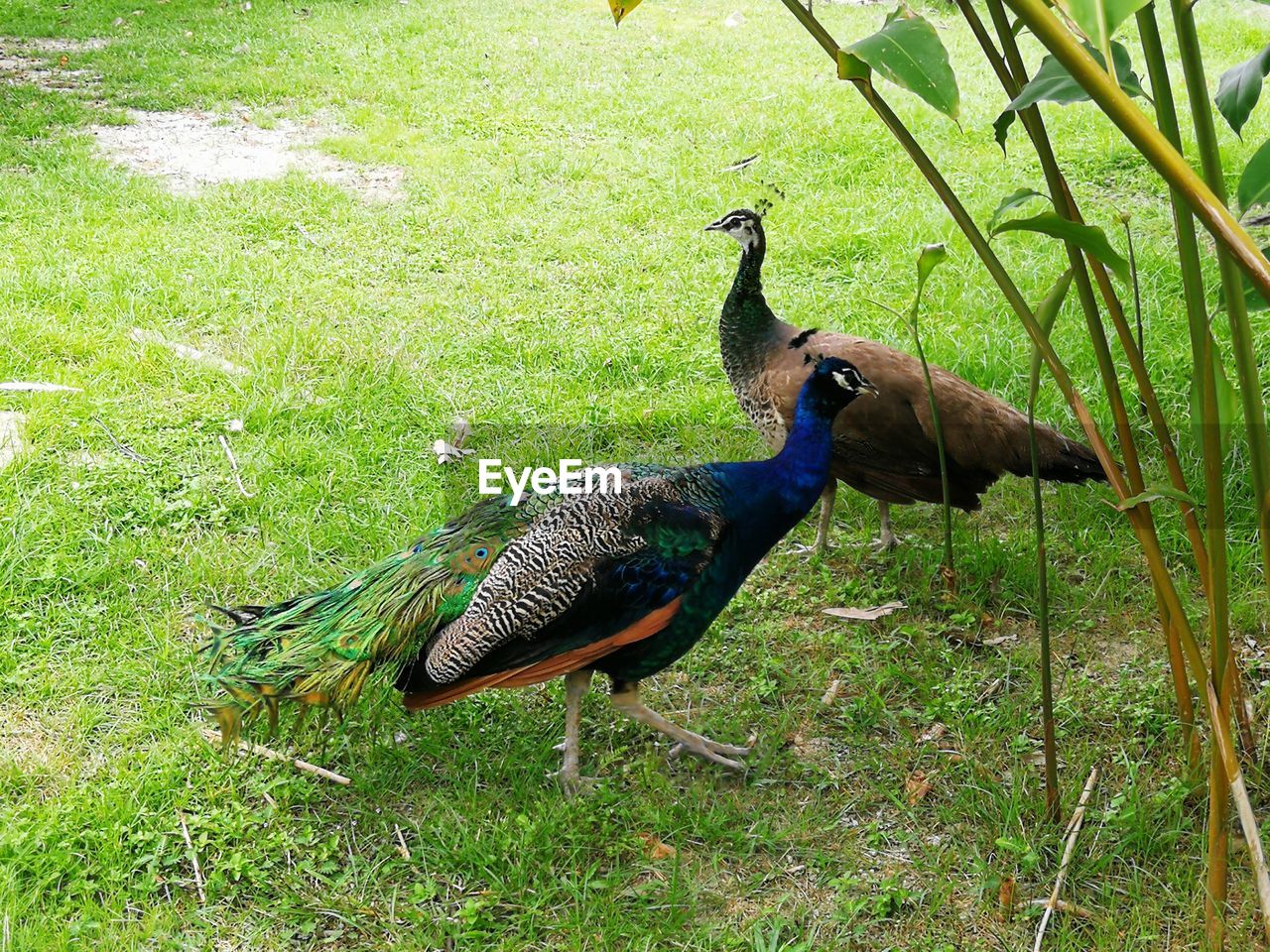 HIGH ANGLE VIEW OF PEACOCK