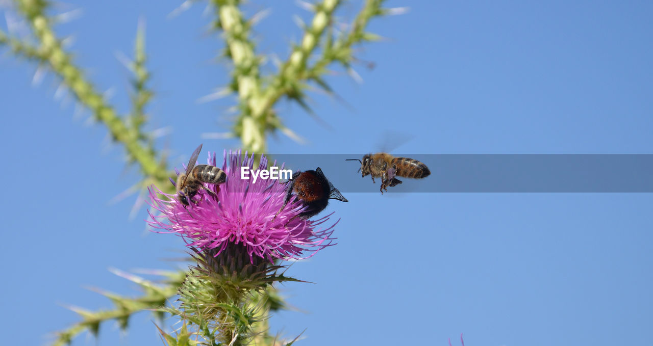 LOW ANGLE VIEW OF BEE ON PURPLE FLOWER