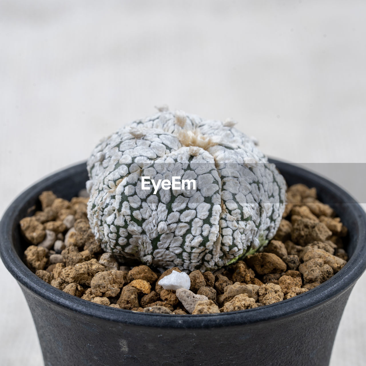 food and drink, food, soil, no people, nature, healthy eating, close-up, wellbeing, freshness, produce, plant, studio shot, bowl