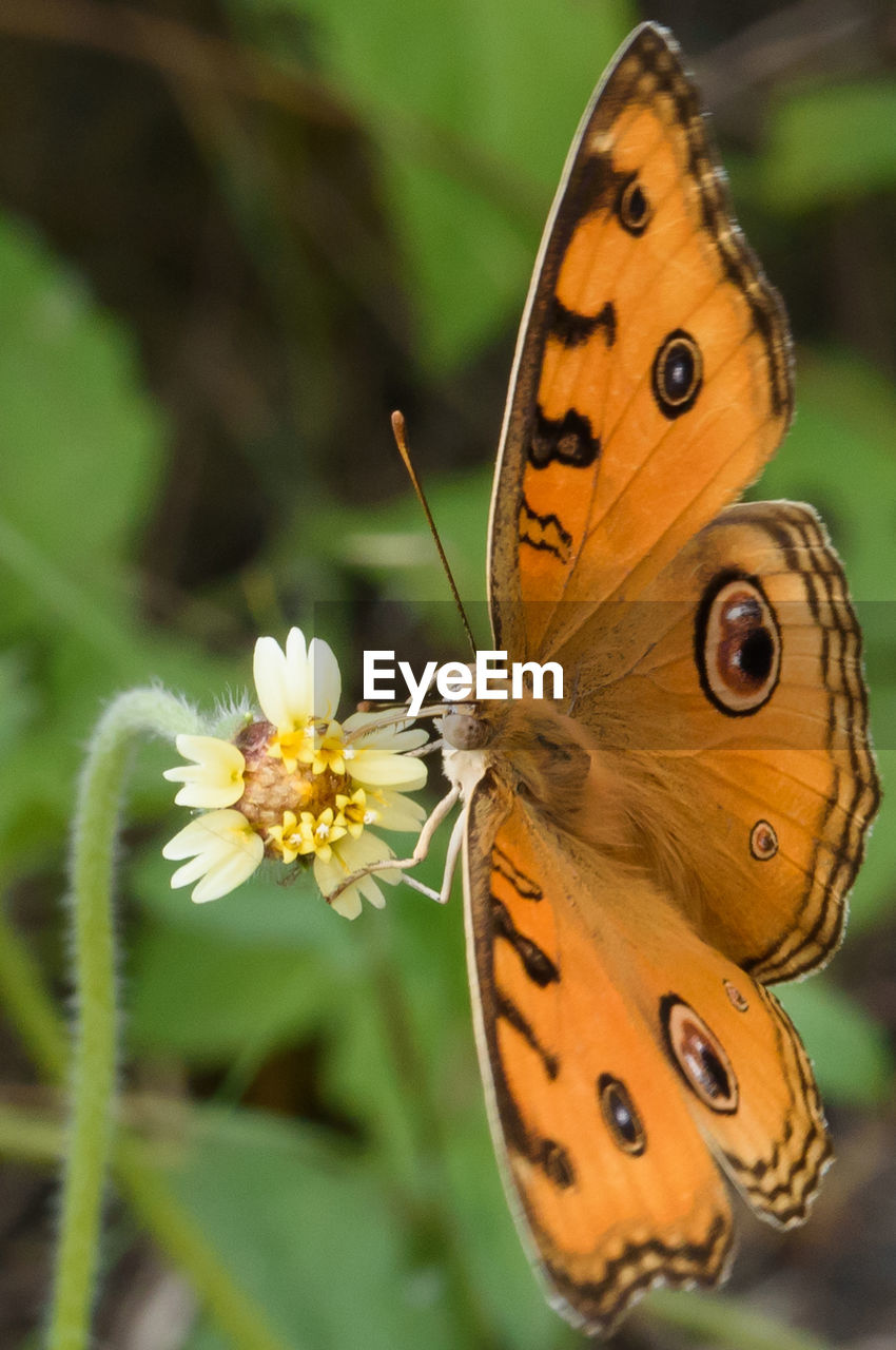 butterfly, beauty in nature, insect, animal, animal themes, animal wildlife, animal wing, flower, moths and butterflies, plant, flowering plant, nature, one animal, wildlife, close-up, animal body part, macro photography, fragility, freshness, summer, no people, macro, feeding, focus on foreground, perching, outdoors, food, environment, monarch butterfly, eating, yellow, animal markings, full length, awe, petal, animal behavior, multi colored, spread wings