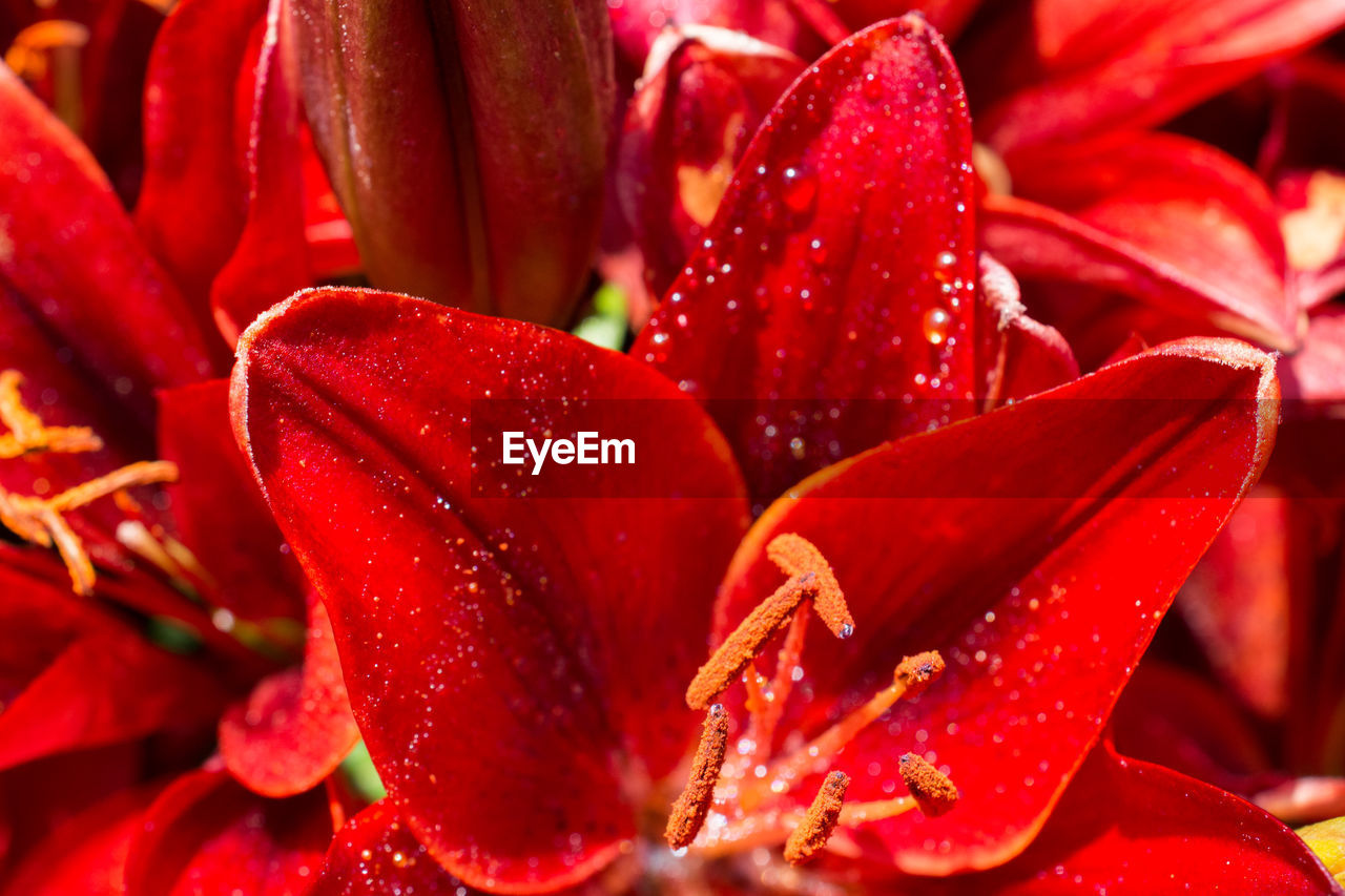 red, flower, plant, flowering plant, freshness, beauty in nature, close-up, petal, growth, drop, nature, water, fragility, inflorescence, flower head, macro photography, wet, no people, vibrant color, pollen, outdoors, full frame, backgrounds, botany