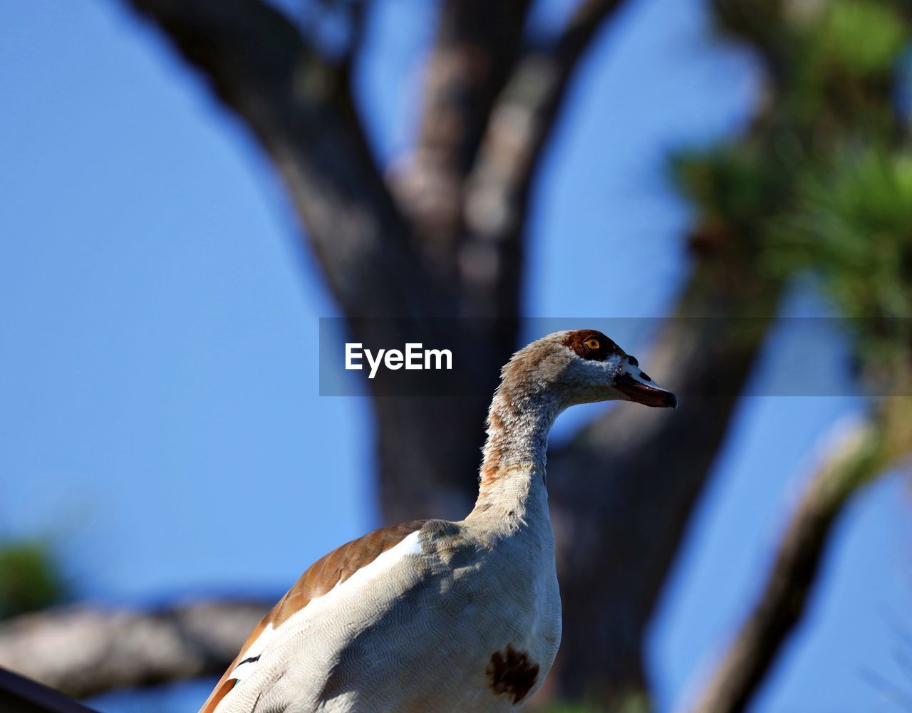 Close-up of a bird against the sky
