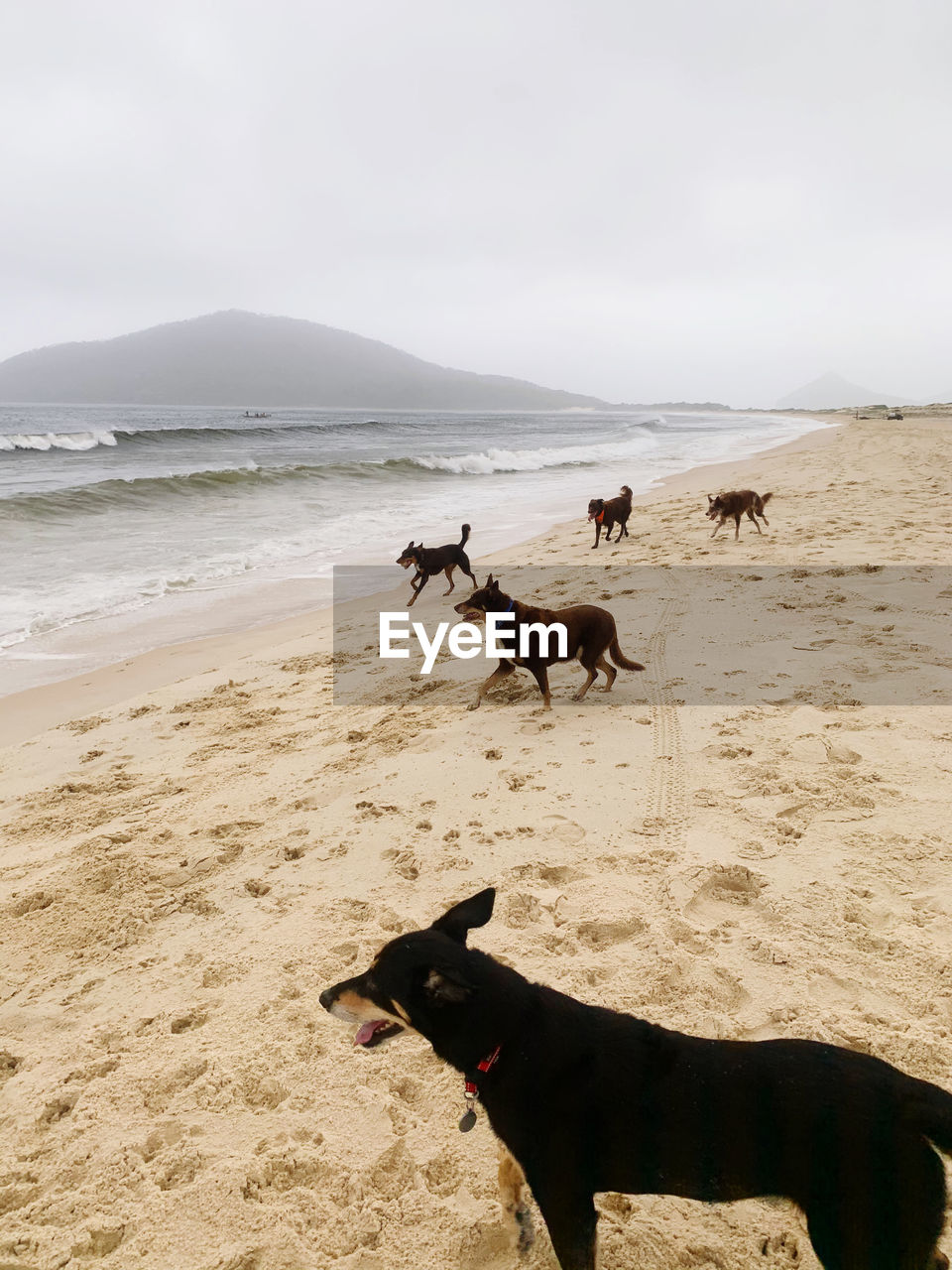 Two dogs on beach