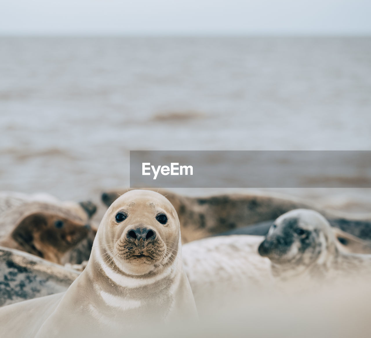 Close-up portrait of seal on beach