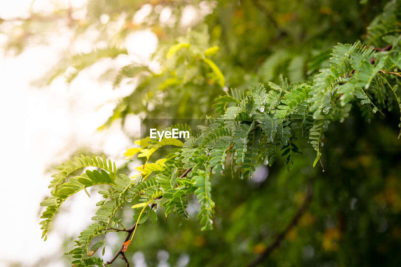 CLOSE-UP OF GREEN LEAVES ON TREE