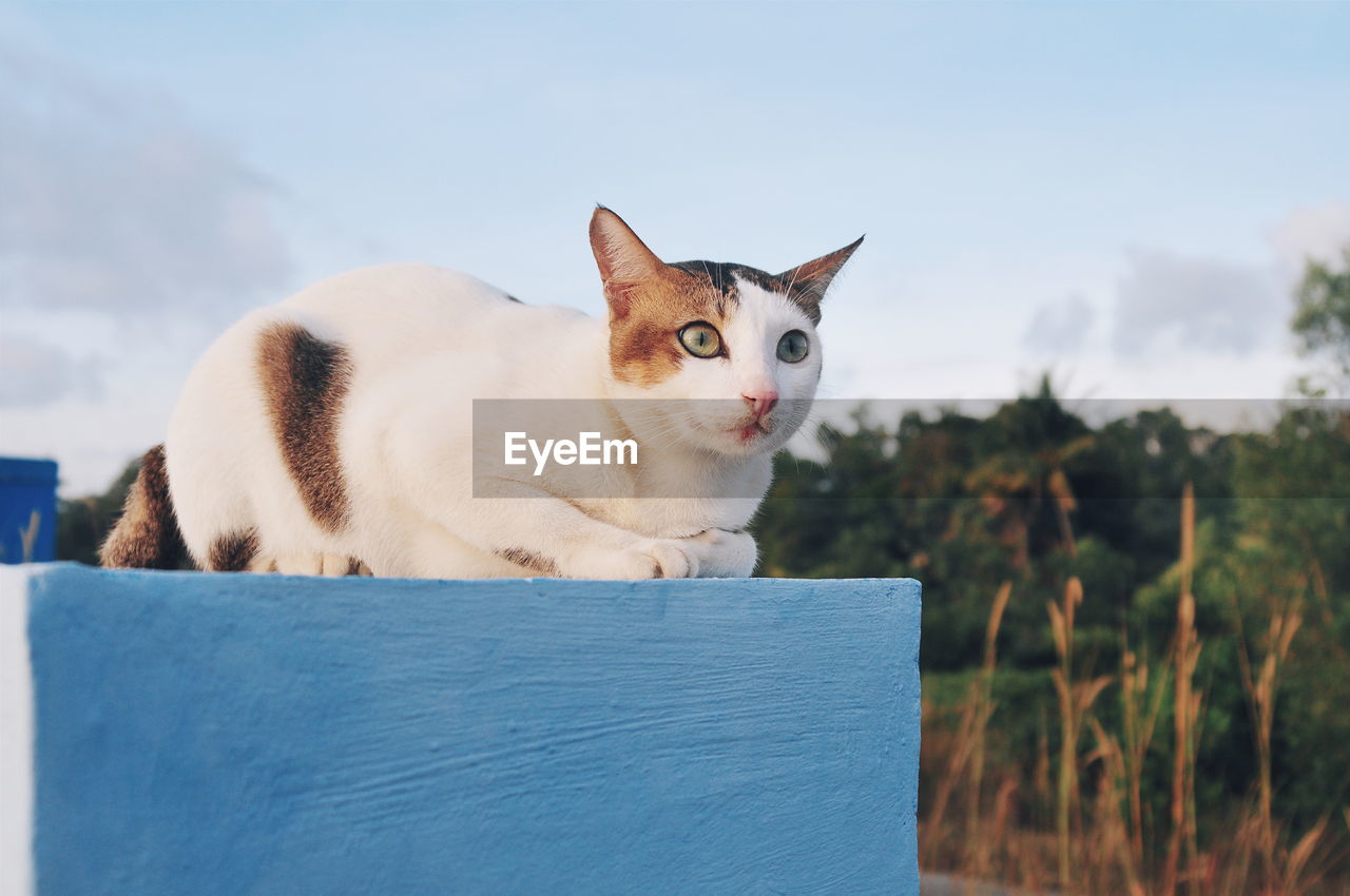 CLOSE-UP PORTRAIT OF CAT SITTING ON ROOF AGAINST SKY