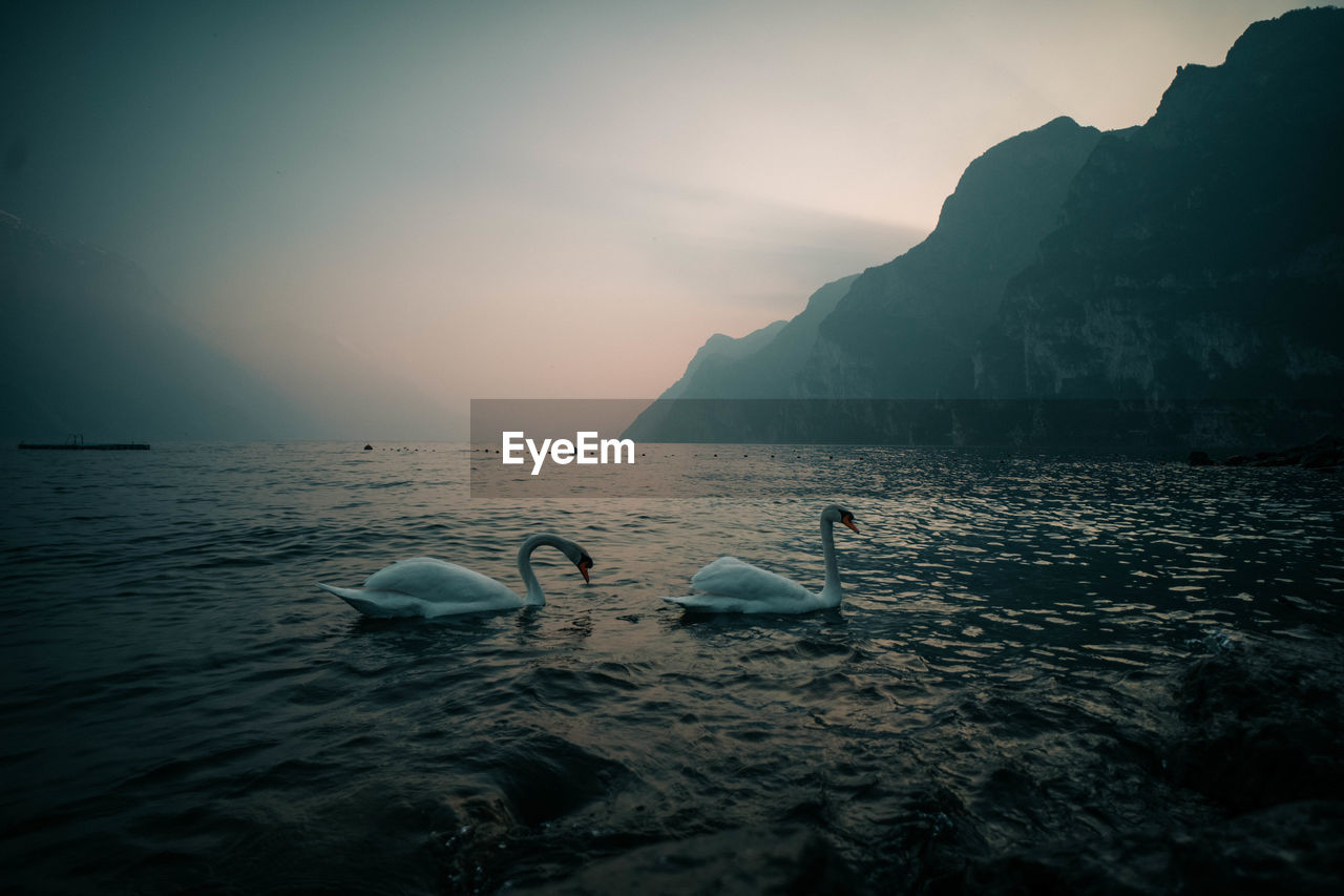 SWAN SWIMMING IN SEA AGAINST SKY