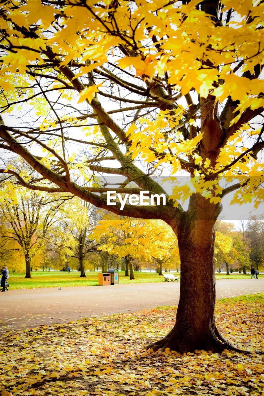 TREES IN AUTUMN LANDSCAPE