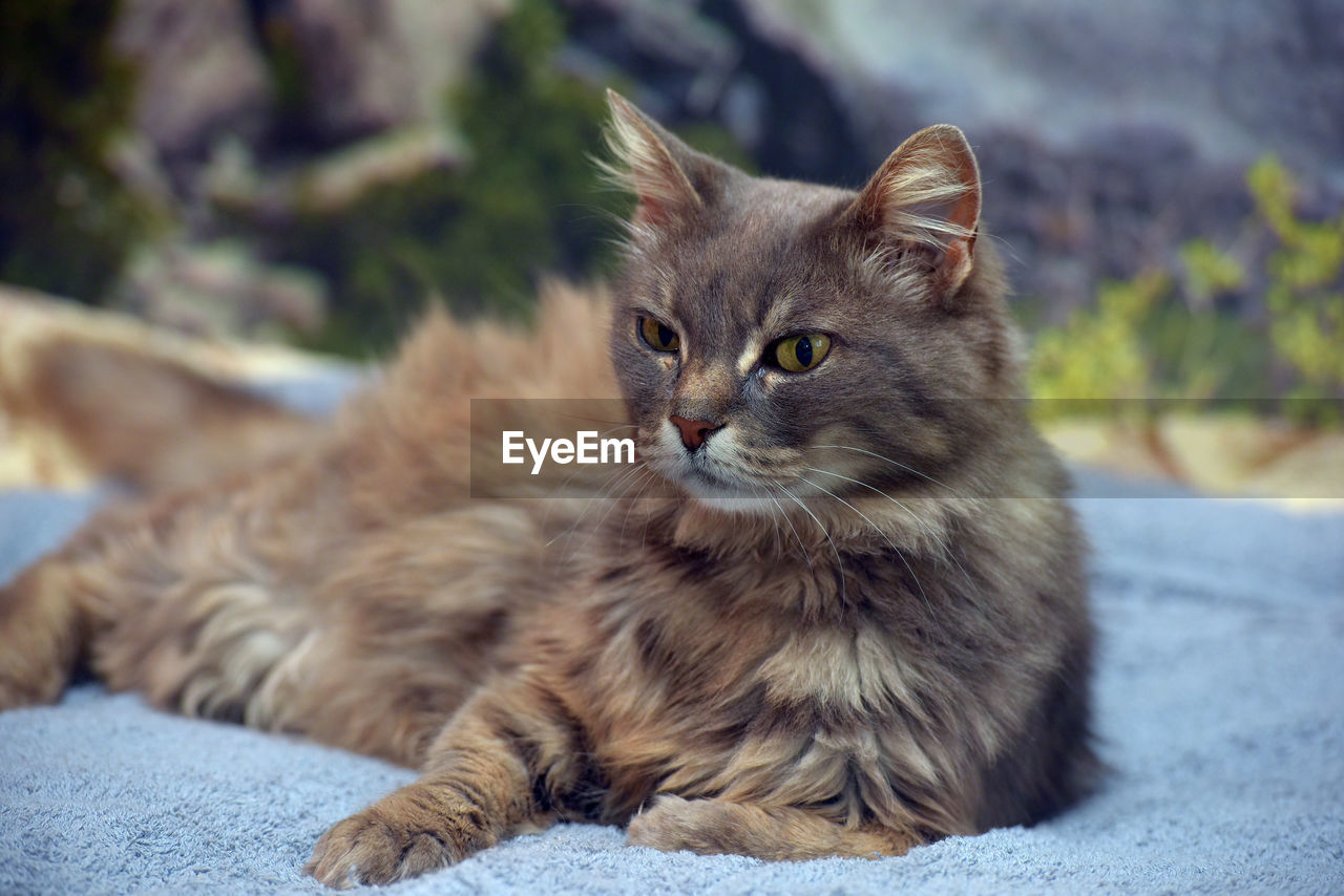 CLOSE-UP PORTRAIT OF A CAT