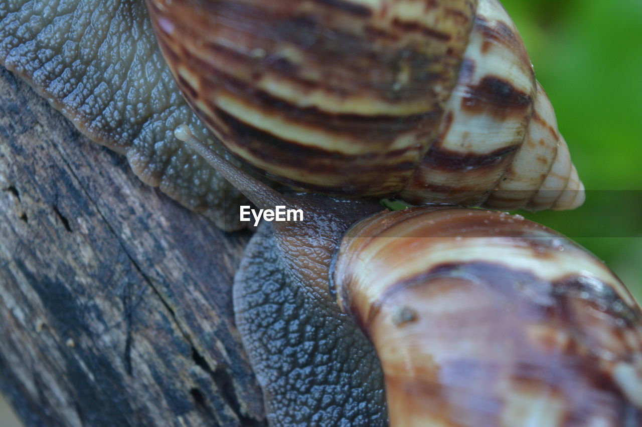 Close-up of snails mating on tree