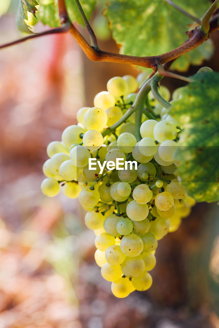 food and drink, fruit, plant, vineyard, grape, food, produce, healthy eating, agriculture, growth, vine, nature, bunch, flower, tree, freshness, wine, winemaking, crop, landscape, alcohol, rural scene, no people, plant part, leaf, beauty in nature, outdoors, close-up, winery, land, day, green, drink, shrub, branch, juicy, ripe, refreshment, hanging, sultana, yellow, focus on foreground, field, farm, wellbeing