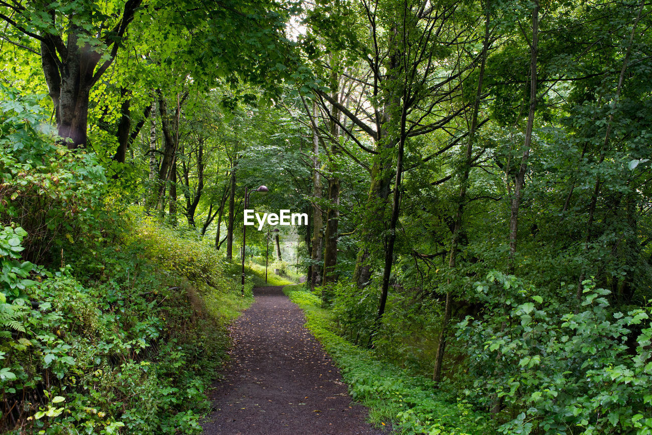 Footpath amidst trees in forest