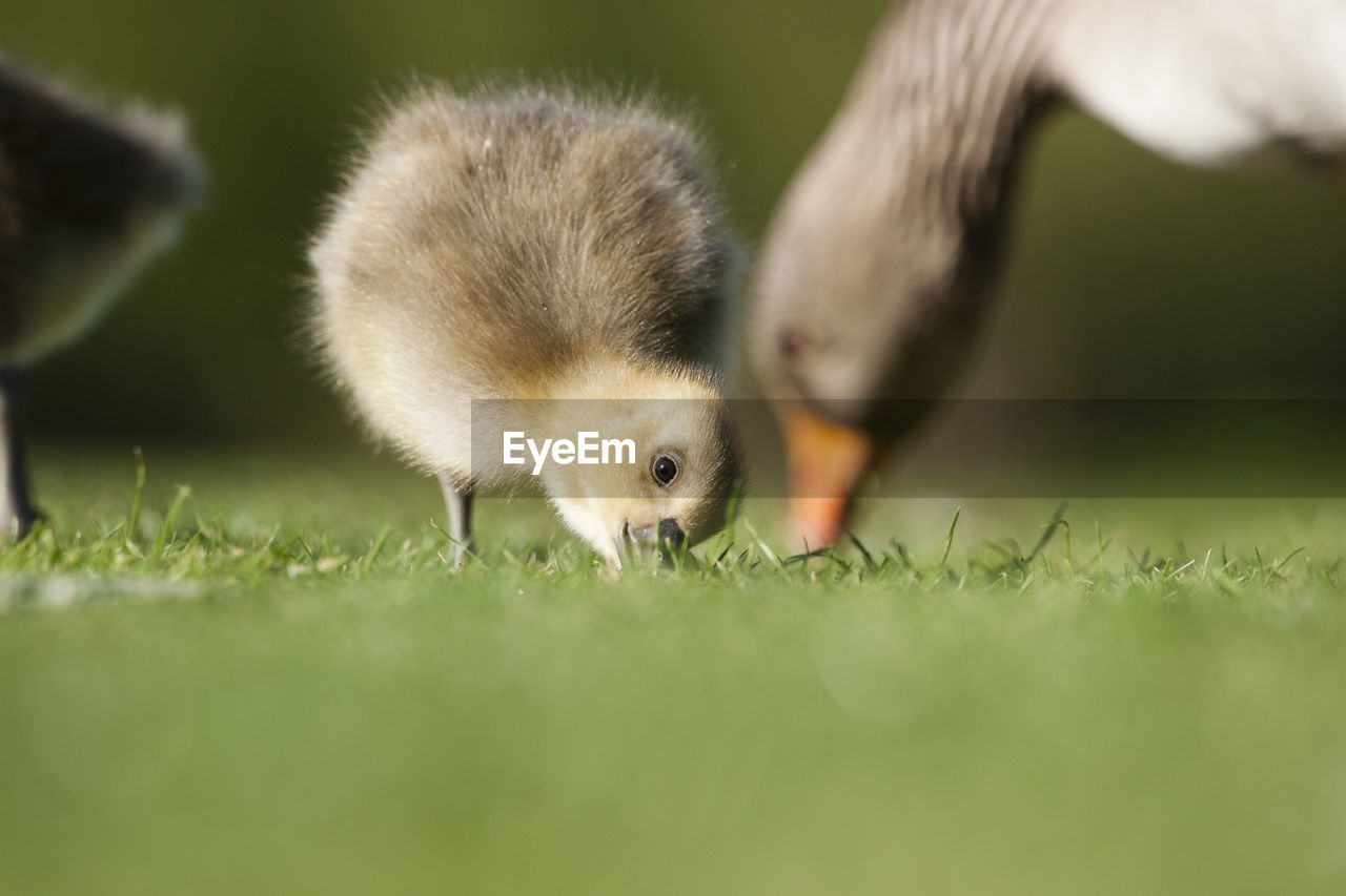 Graylag goose with gosling on field