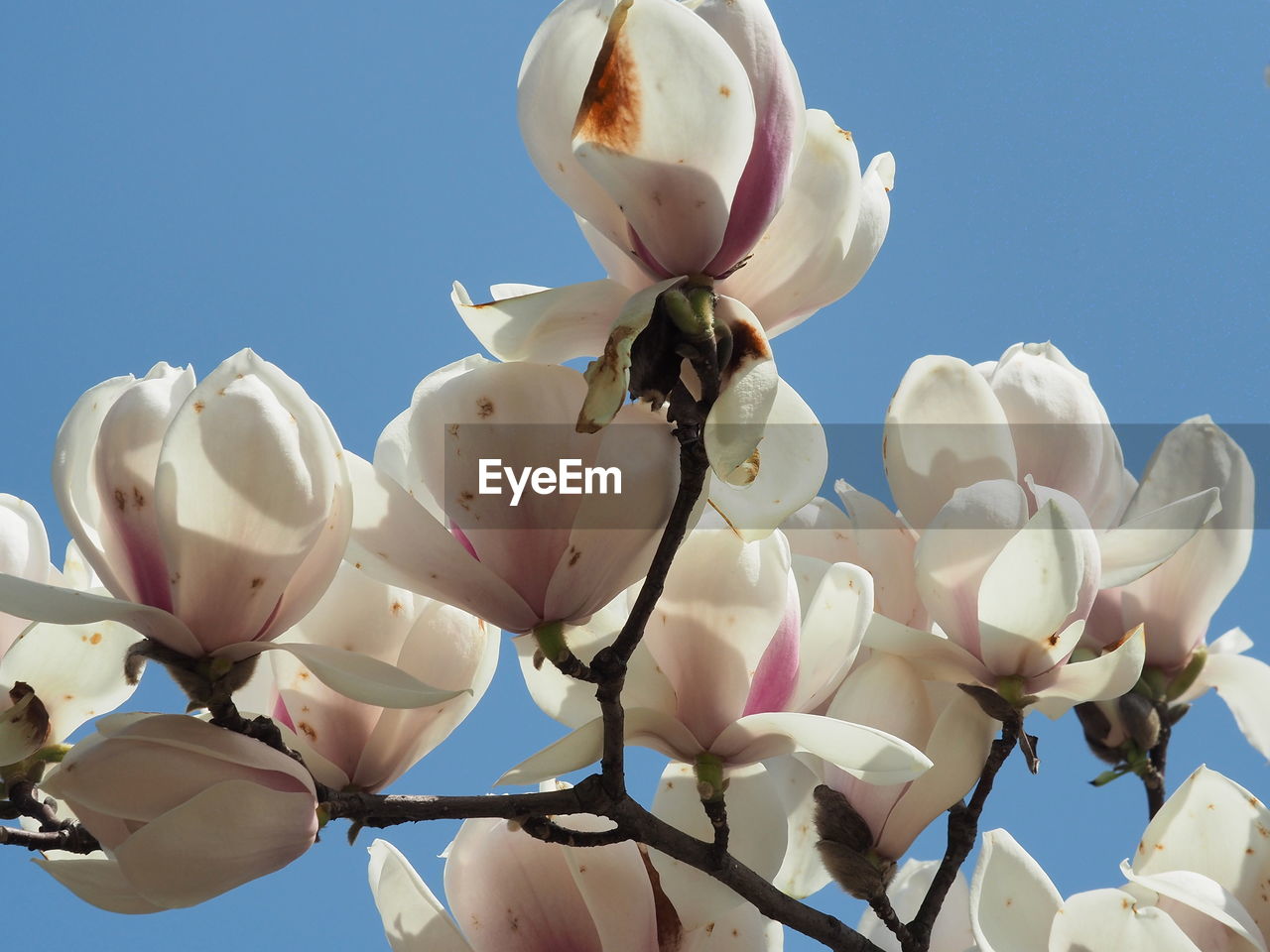 Low angle view of tree against sky