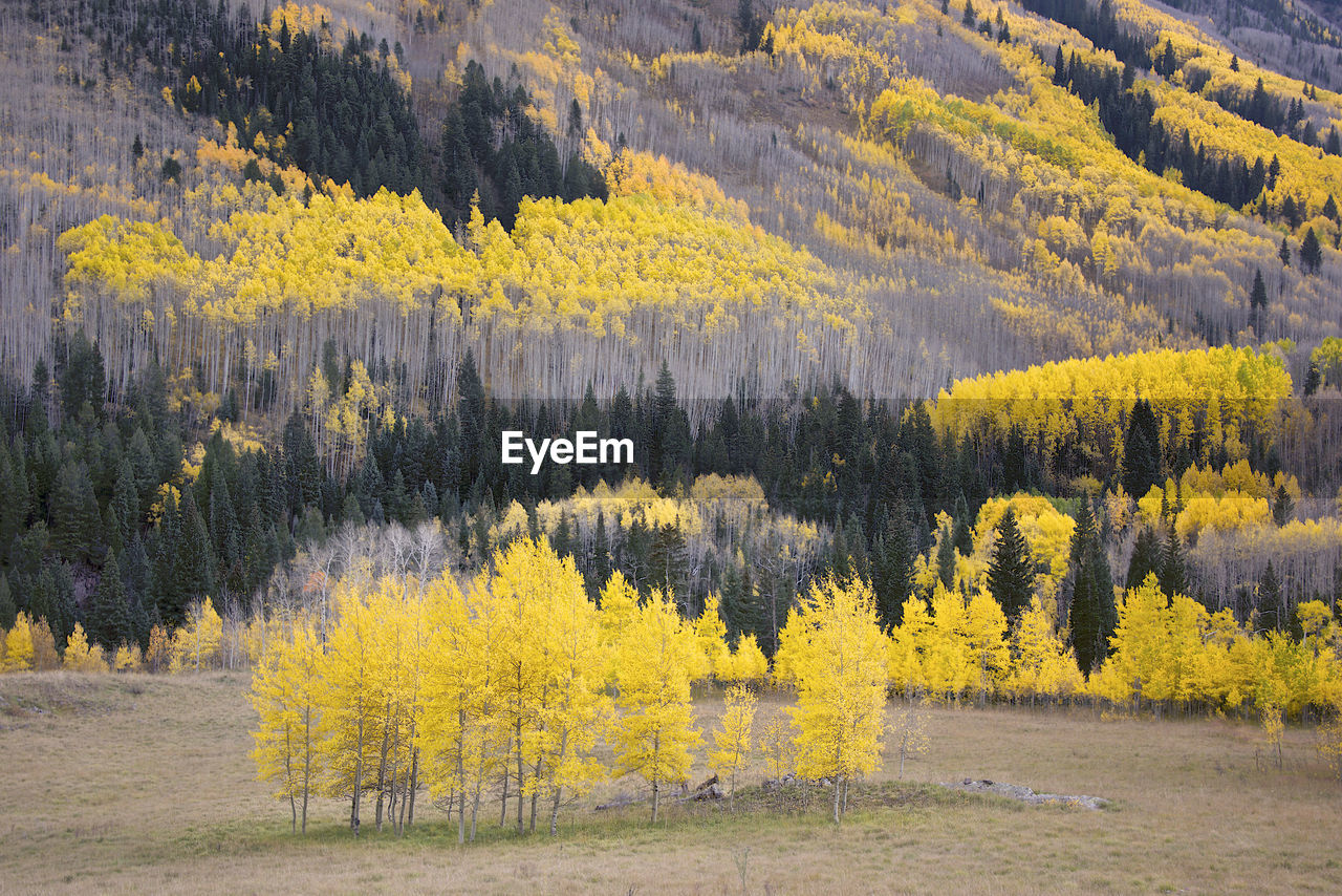 Scenic view of pine trees in forest during autumn
