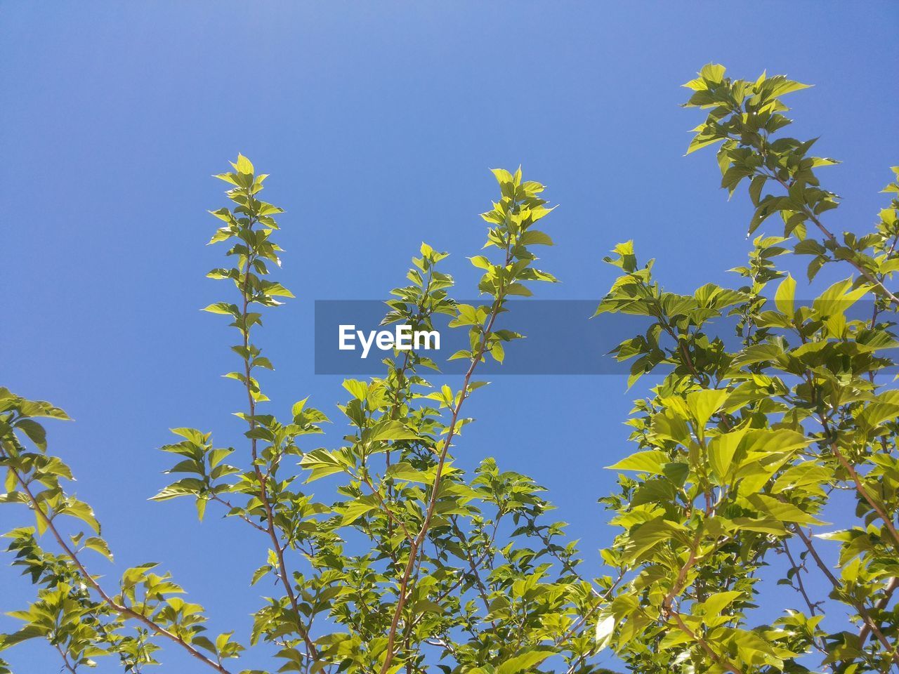 Low angle view of trees against blue sky