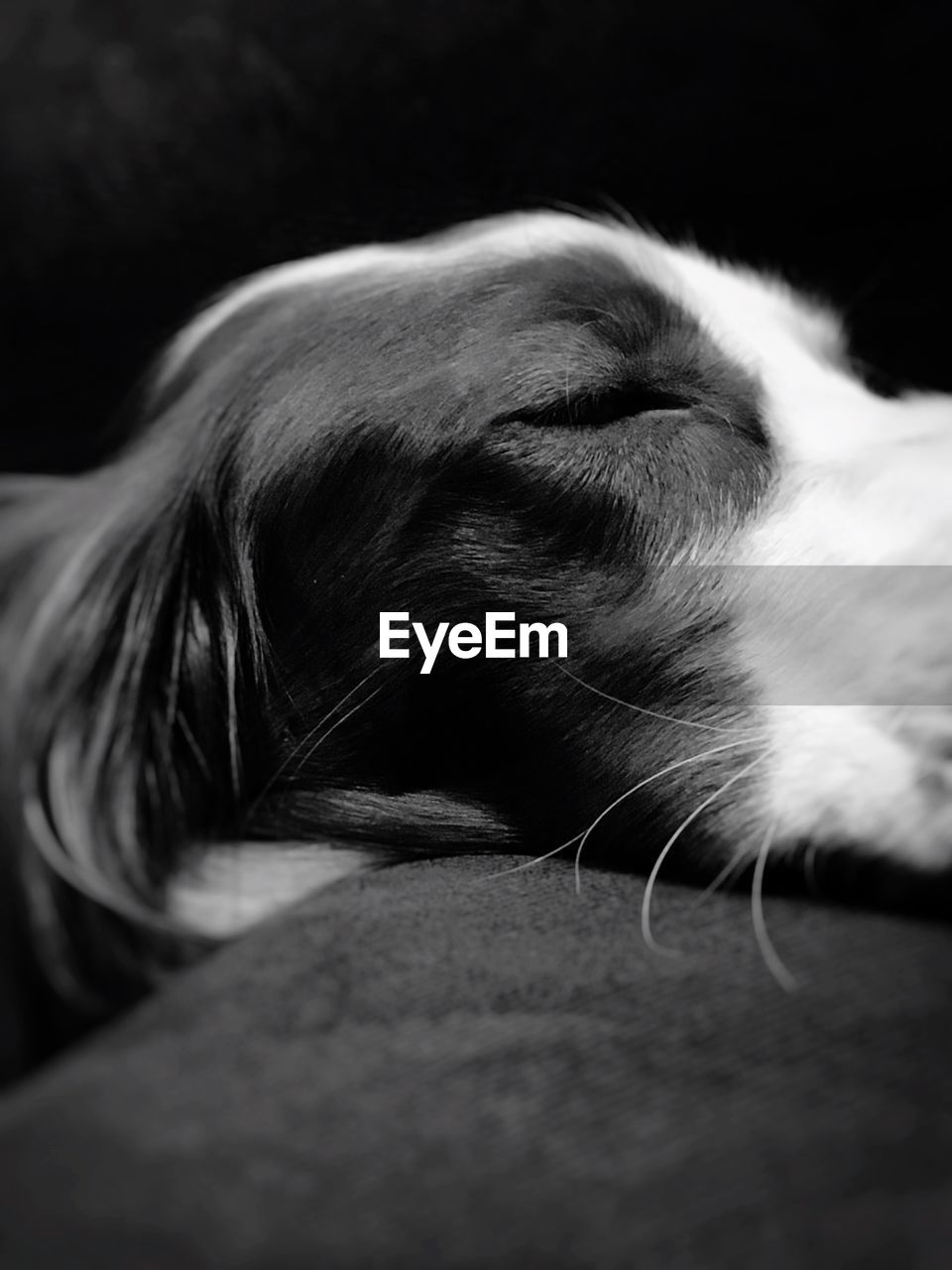 CLOSE-UP OF A DOG LYING ON BED