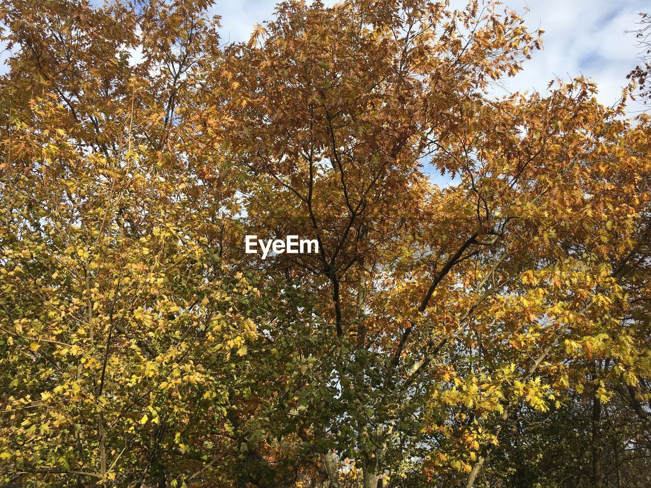 LOW ANGLE VIEW OF TREE AGAINST SKY