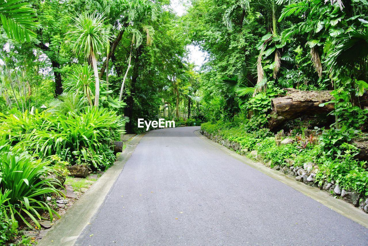 ROAD AMIDST PLANTS AND TREES