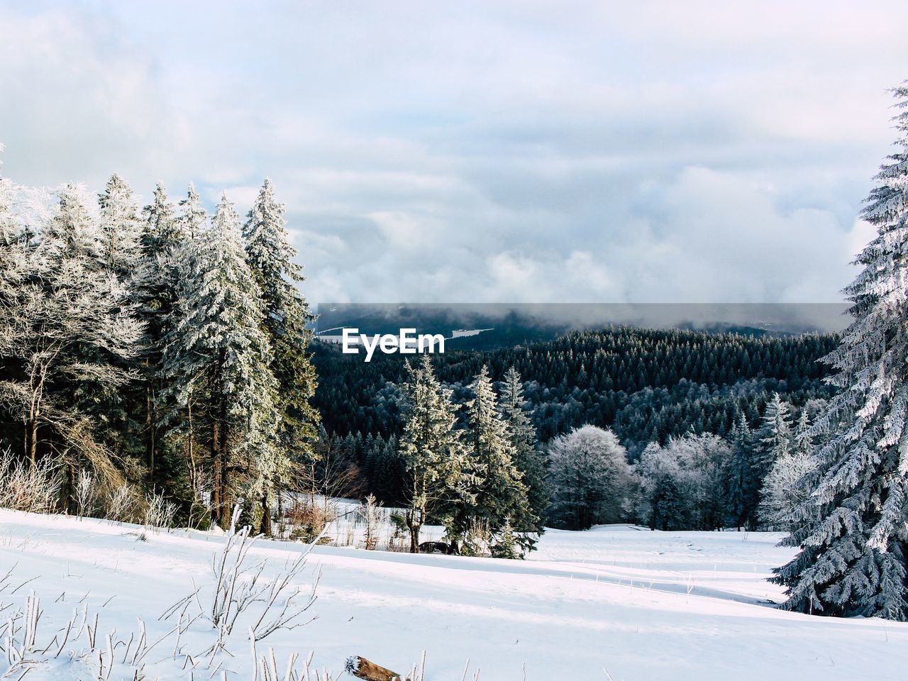 SNOW COVERED PINE TREES AGAINST SKY DURING WINTER