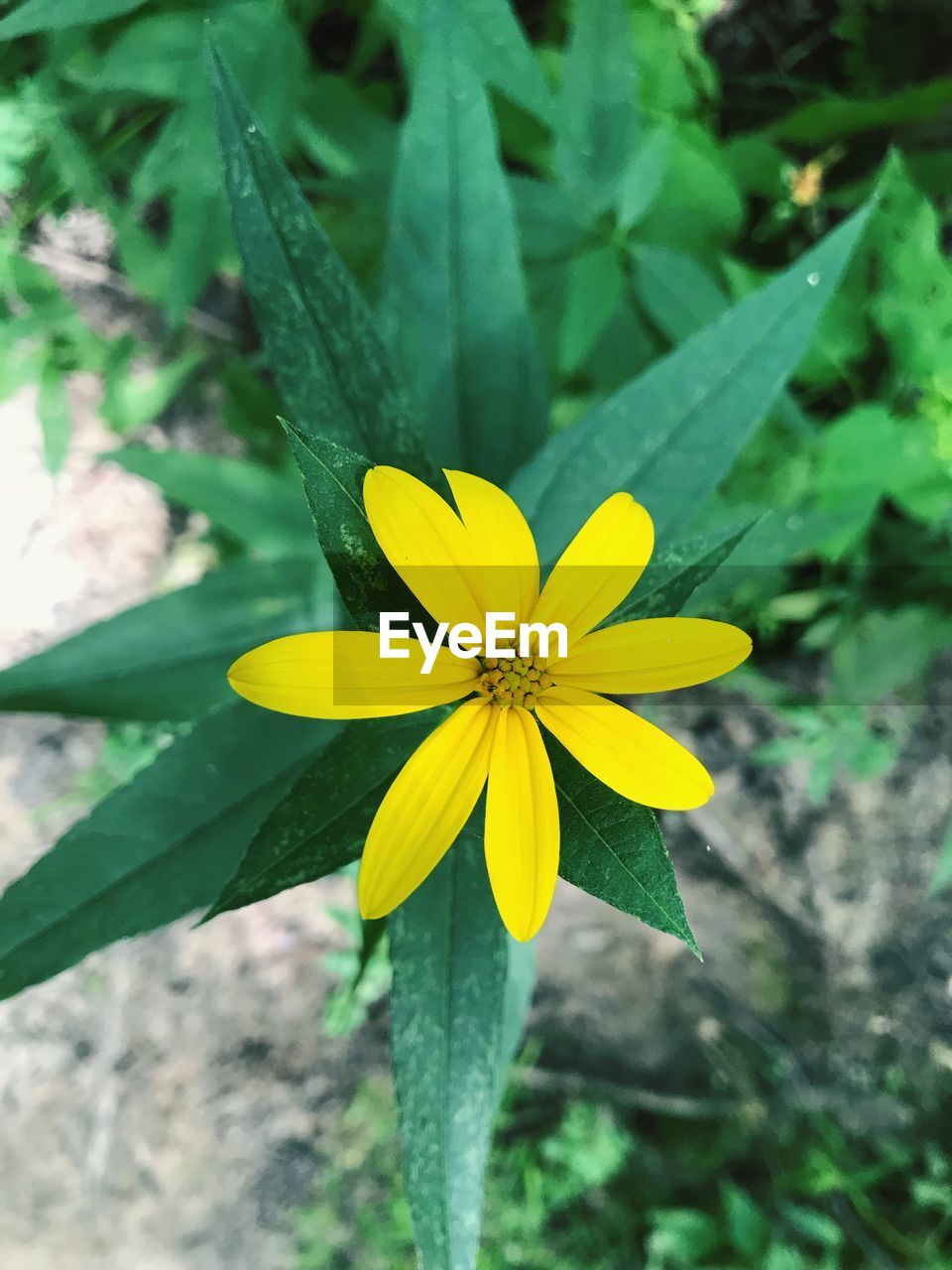 Close-up of yellow flower blooming outdoors