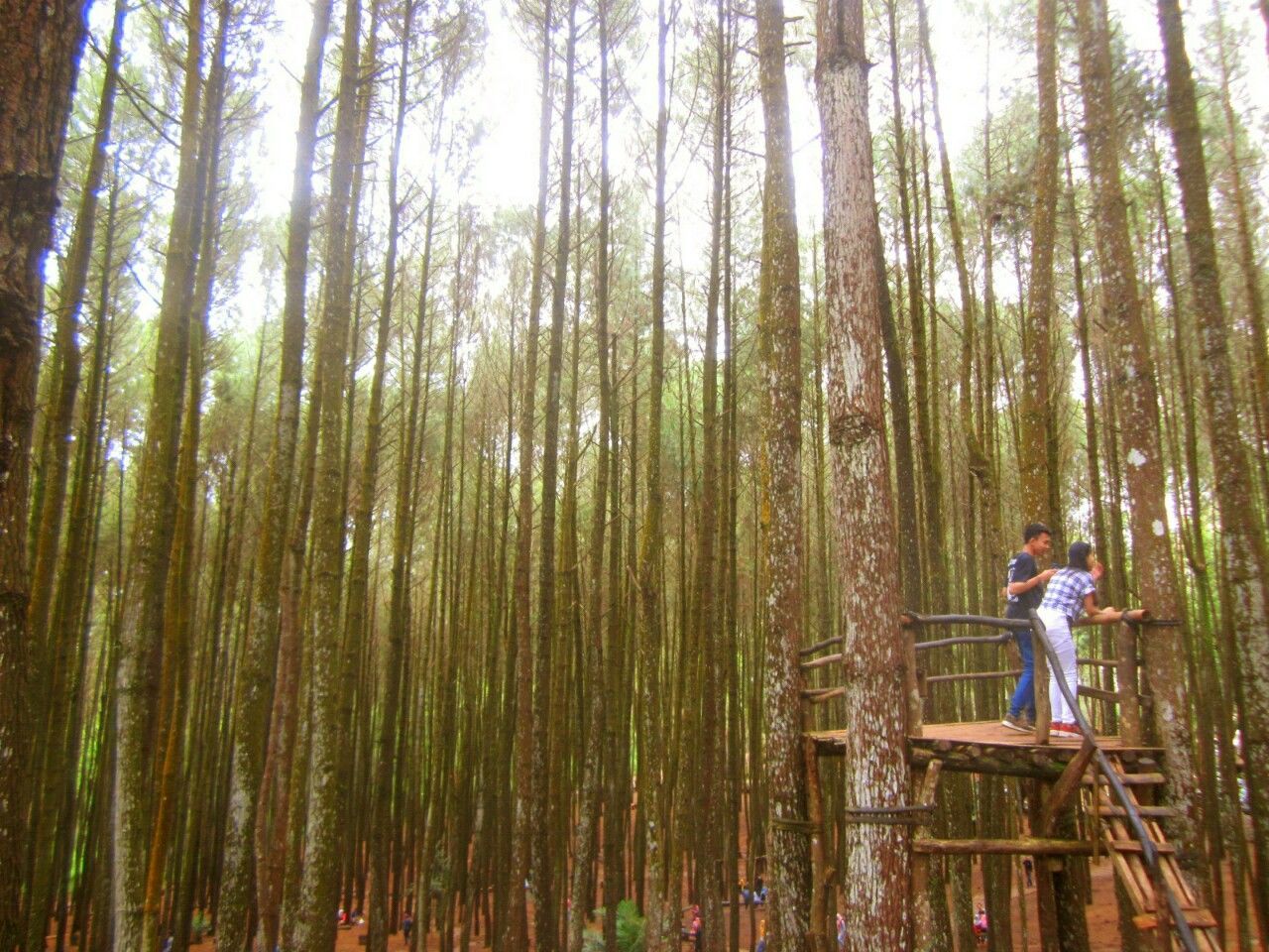 FULL LENGTH OF A MAN ON TREE IN FOREST