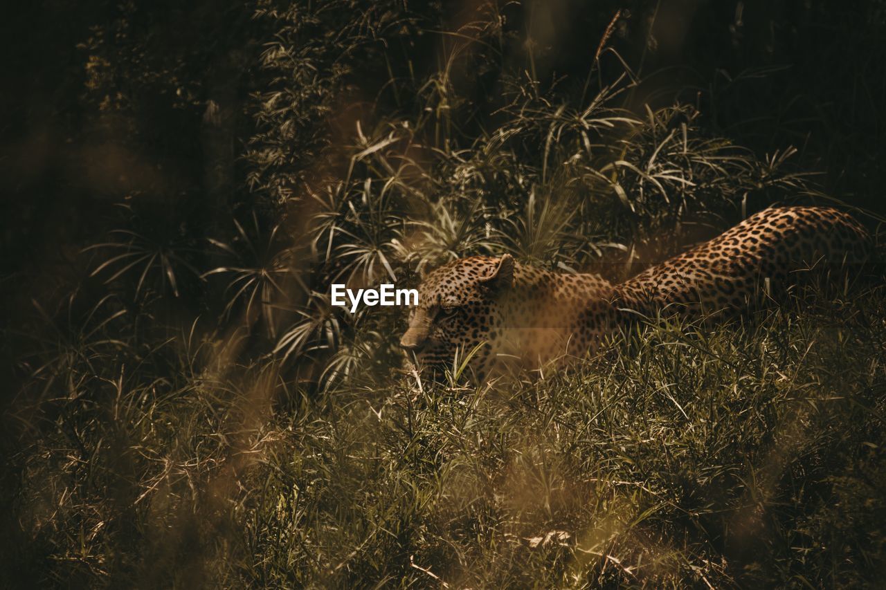 High angle view of leopard amidst grass on land