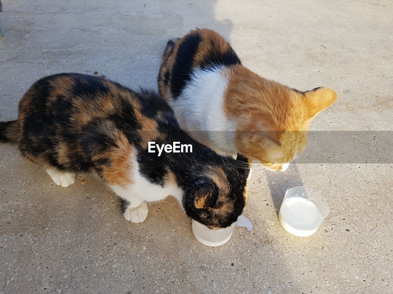 HIGH ANGLE VIEW OF BROWN CAT ON STREET