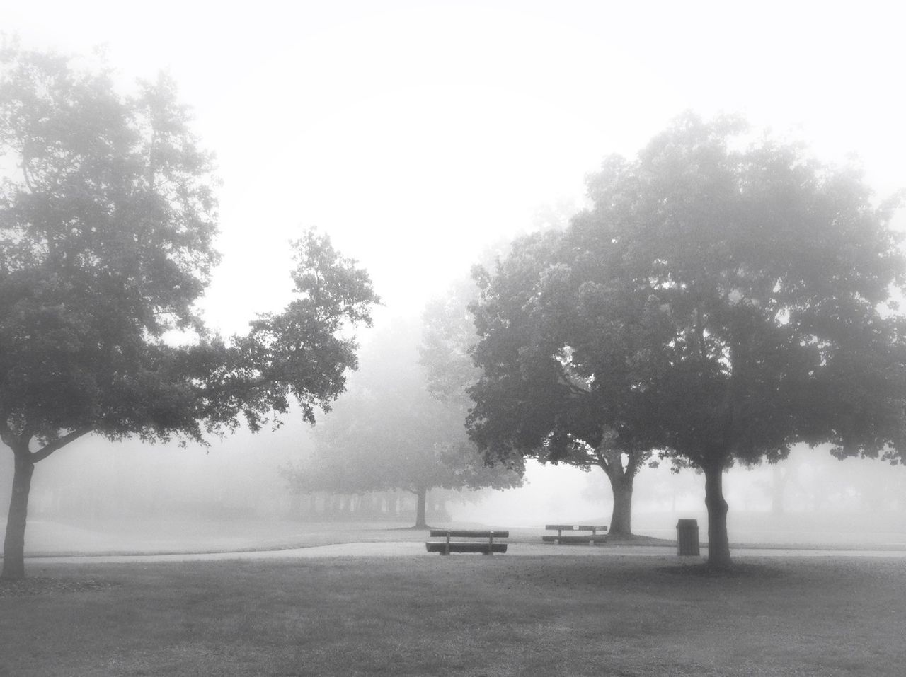 Trees and bench in park against sky during foggy weather