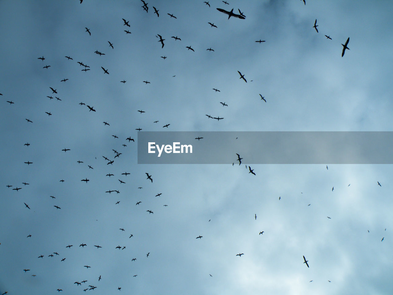 Low angle view of silhouette birds flying against sky