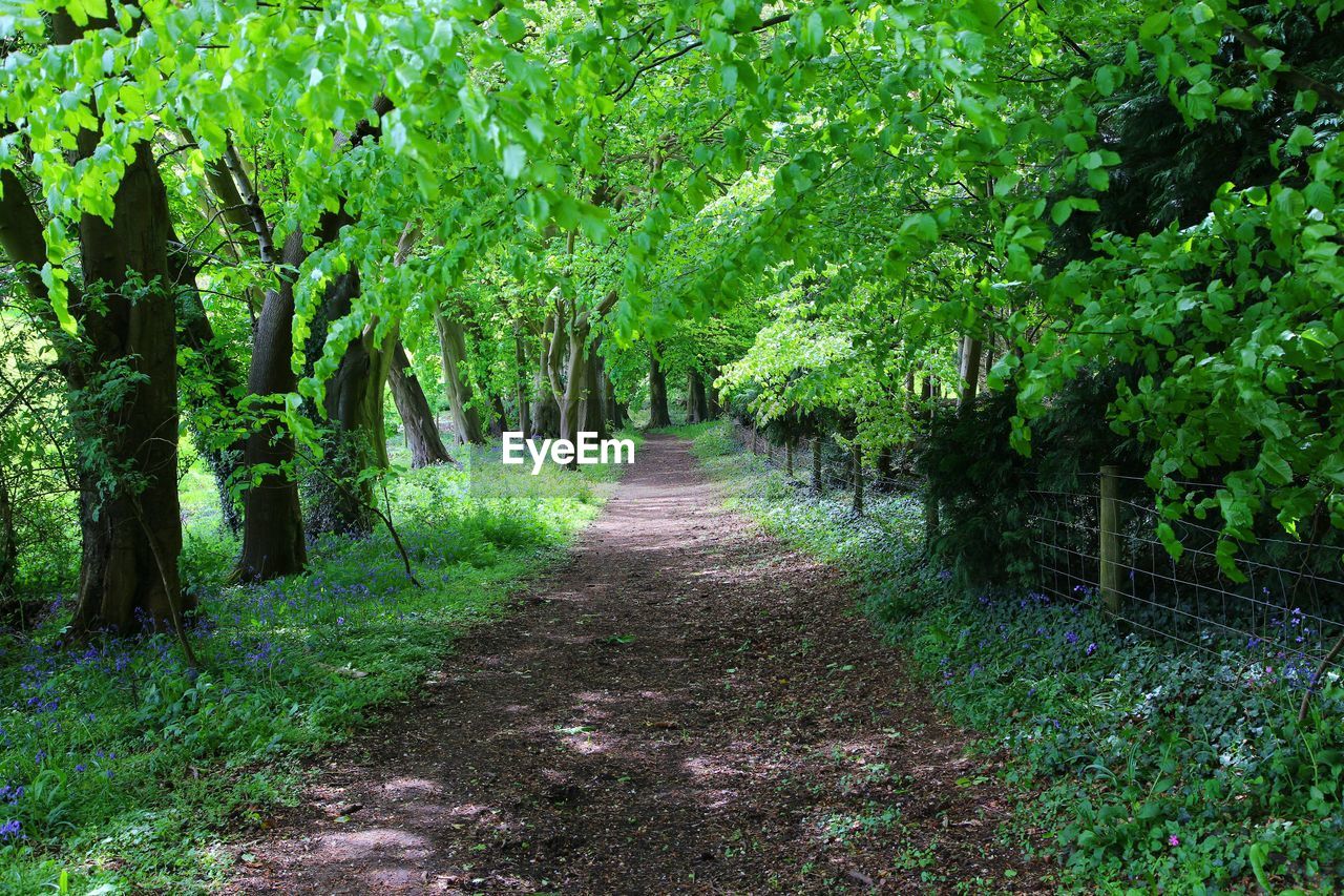 Footpath amidst trees in forest