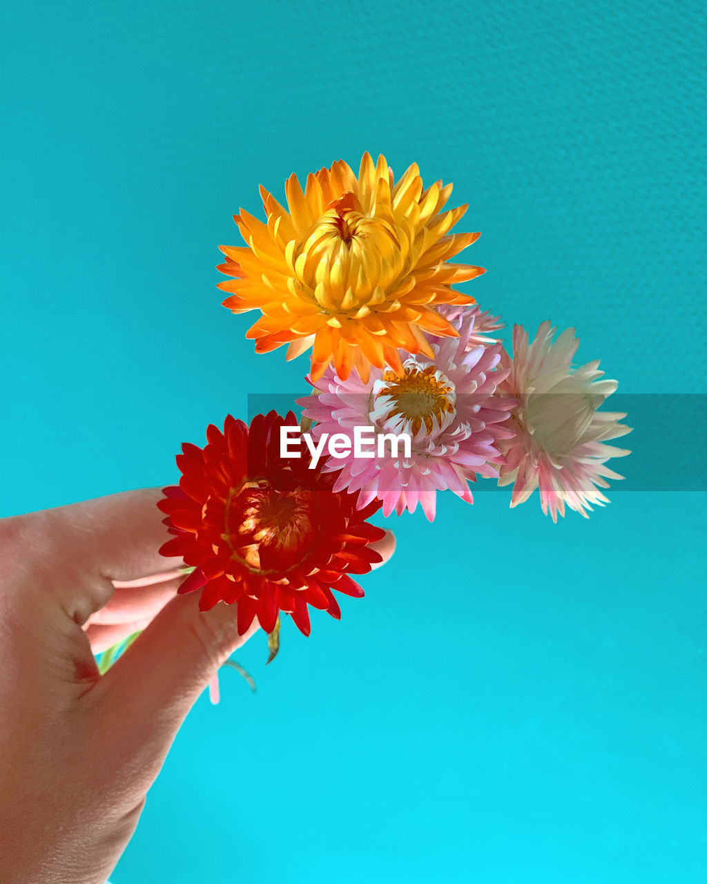 Close-up of hand holding flower against blue background
