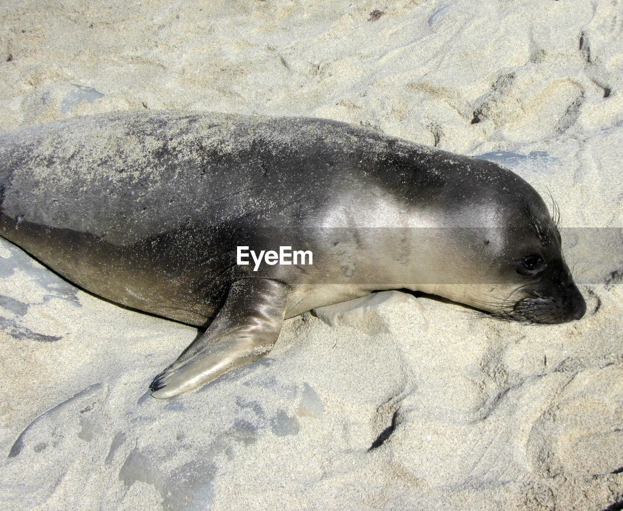 CLOSE-UP OF FISH ON SAND AT BEACH