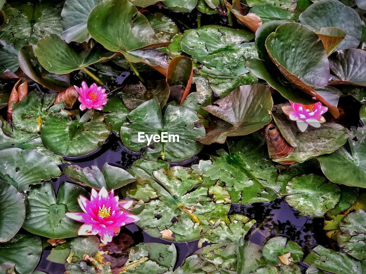 HIGH ANGLE VIEW OF PINK LOTUS WATER LILY IN LEAVES