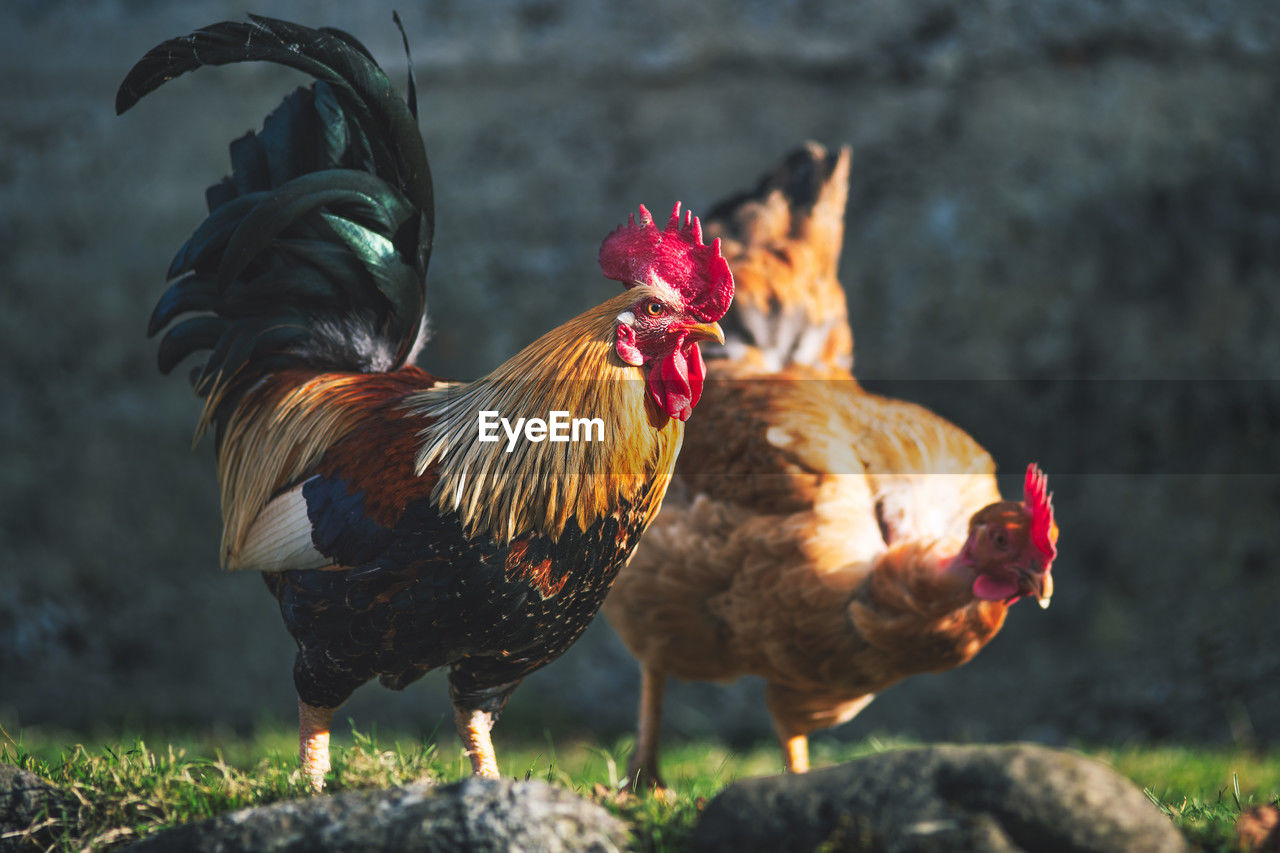 domestic animals, livestock, chicken, bird, animal themes, animal, rooster, pet, mammal, agriculture, poultry, nature, farm, group of animals, cockerel, fowl, beak, comb, rural scene, hen, no people, outdoors, two animals, day, landscape, focus on foreground